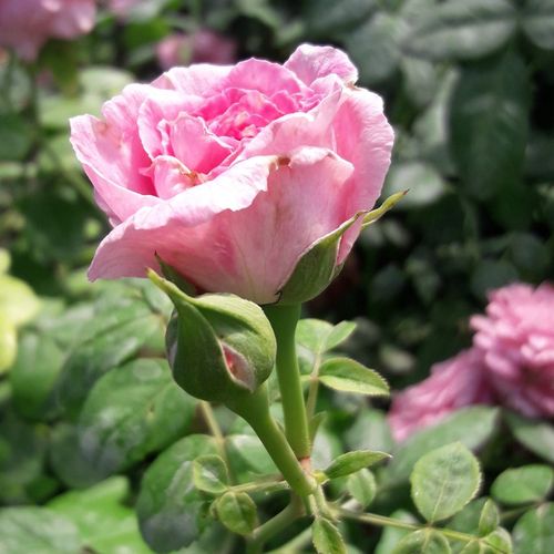 Rosa Csíkszereda - ružová - Stromkové ruže,  kvety kvitnú v skupinkáchstromková ruža s kríkovitou tvarou koruny